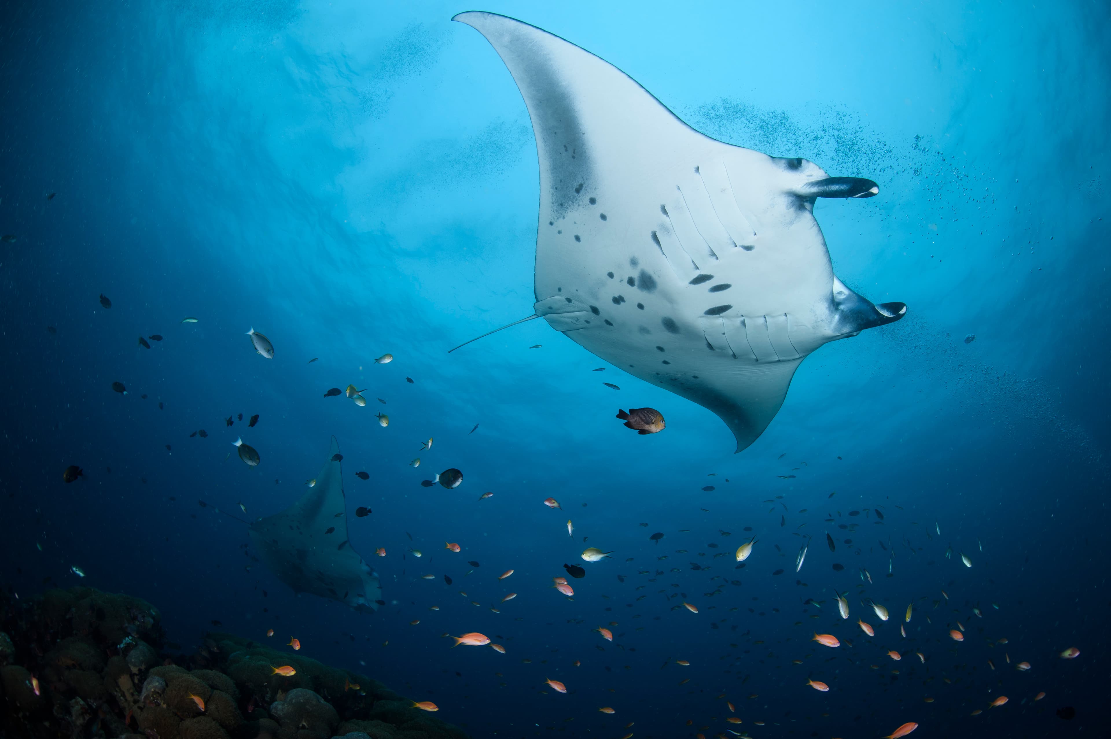 Die besten Tauchspots der Malediven: Tauchen mit Mantas